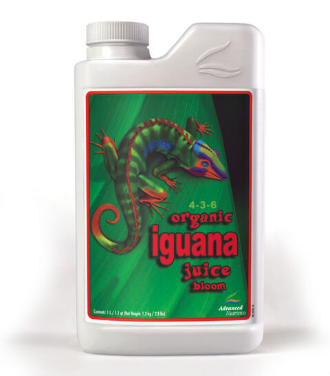 iguana juice bloom 2