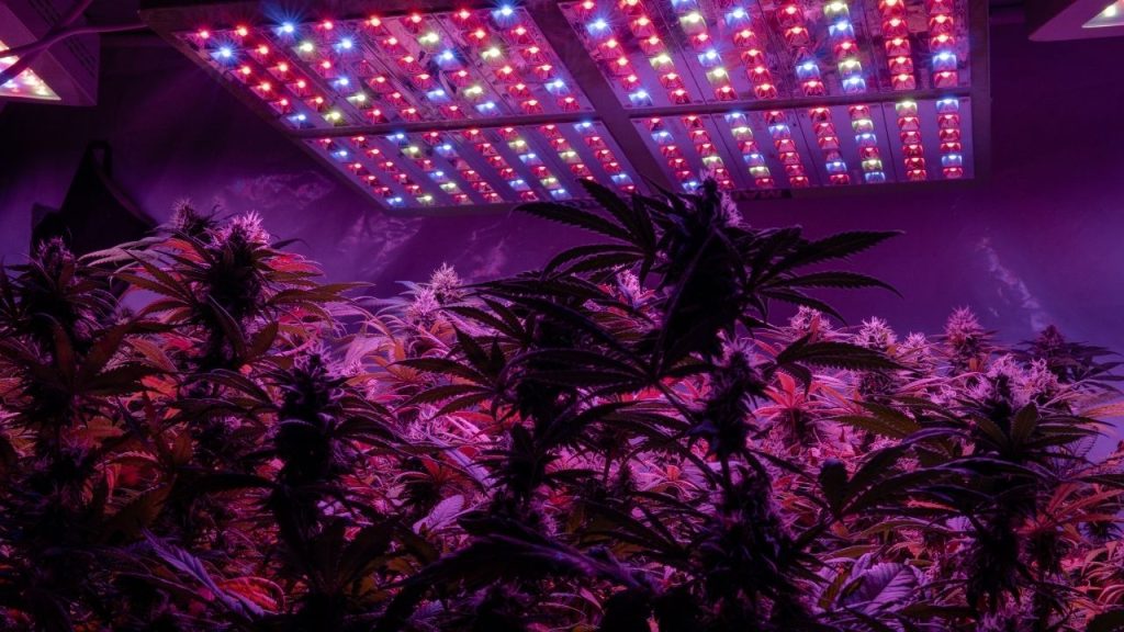 grow lights