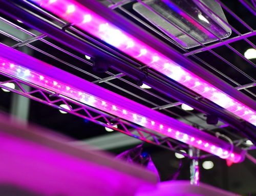 The Best LED Grow Lights Will Allow Your Plants To Bloom Healthily