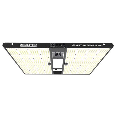 calitek quantum bears 260